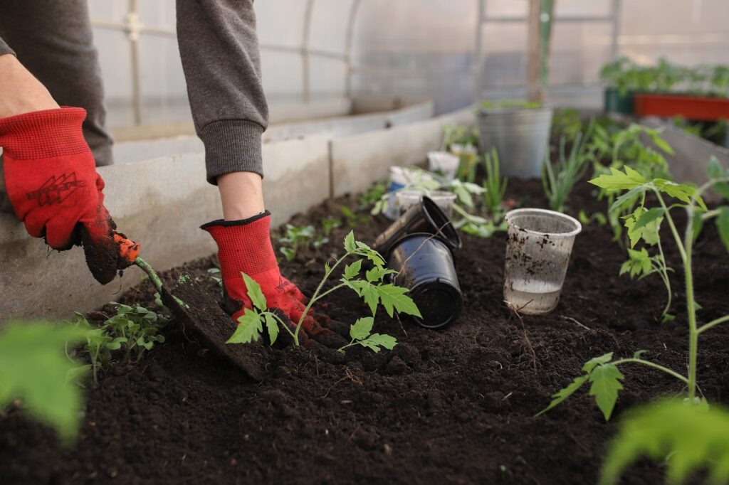 Potager en Mai