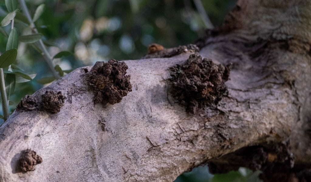 Maladies de plantes