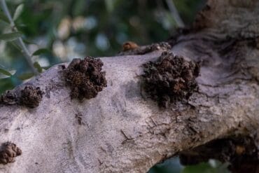 Mineuses ravageuses des cultures (Mineuses de feuilles) !