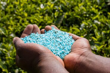 Oïdium aux jardins : 3 méthodes de lutte efficaces !