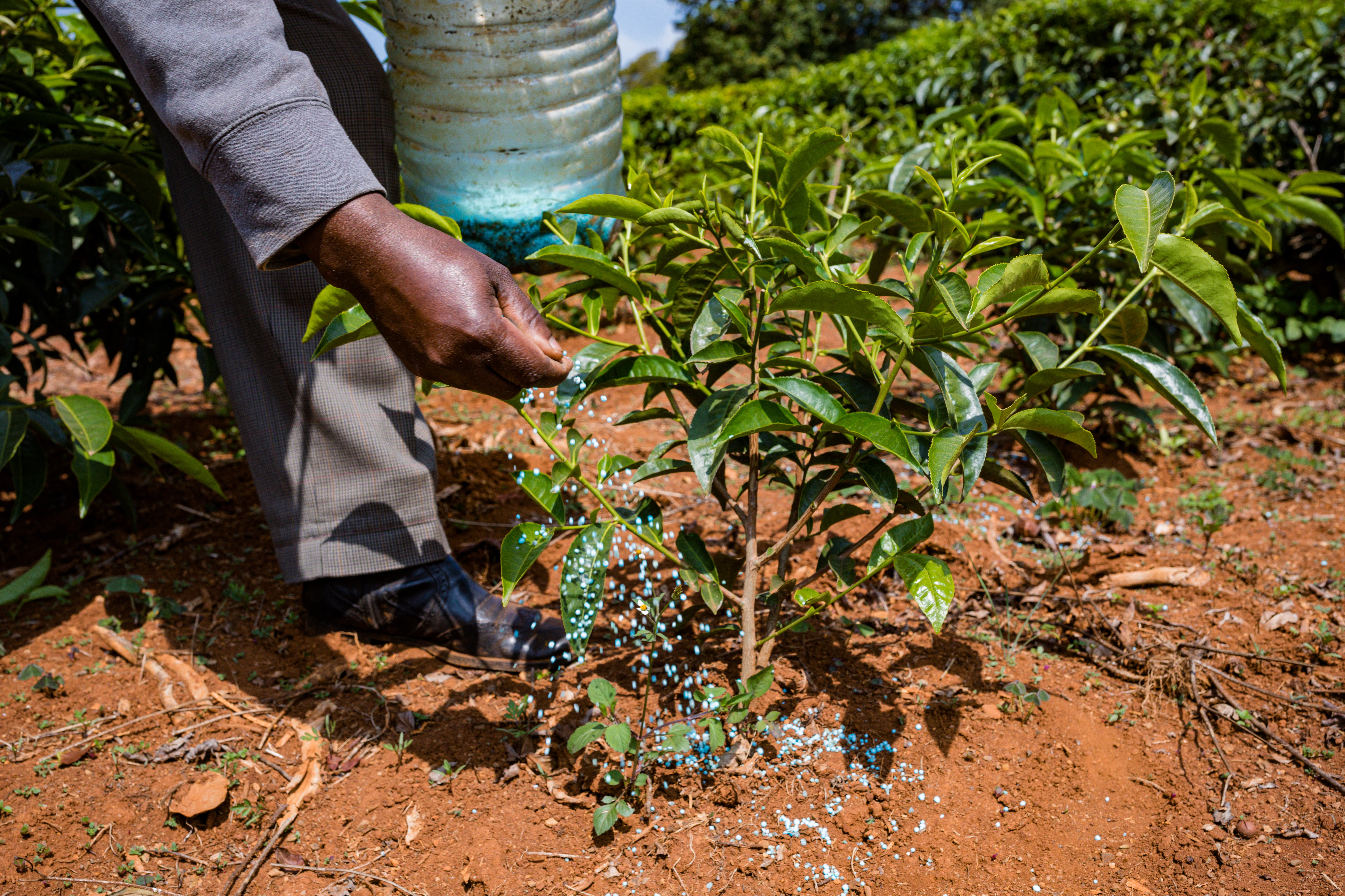 Exportations-fertilisants par cultures