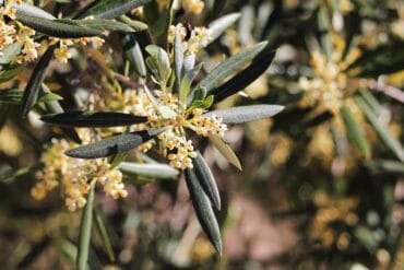 Psylles ravageurs des cultures : 3 moyens de lutte efficaces