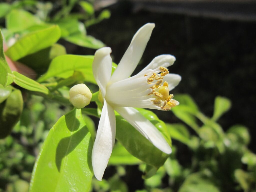 Acide gibbérellique : floraison