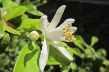 Psylles phytophages en ornement : 4 luttes efficaces.