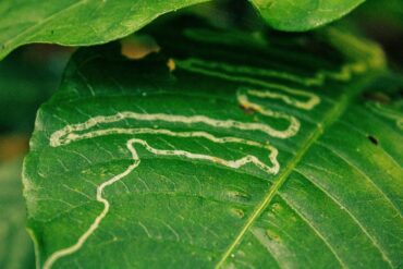 Mineuses ravageuses des cultures : 3 luttes efficaces !