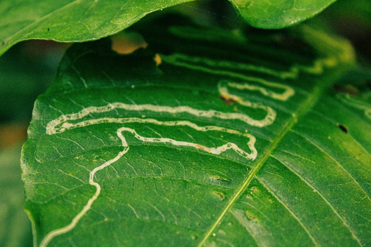 Mineuses phytophages