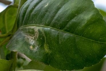 Mineuses ravageuses des cultures (Mineuses de feuilles) !