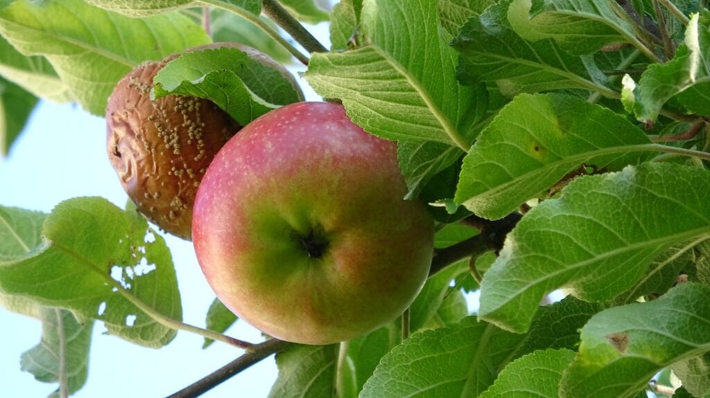 Maladies de plantes