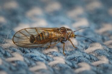 Carences en éléments fertilisants chez les végétaux !