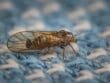 Psylles phytophages
