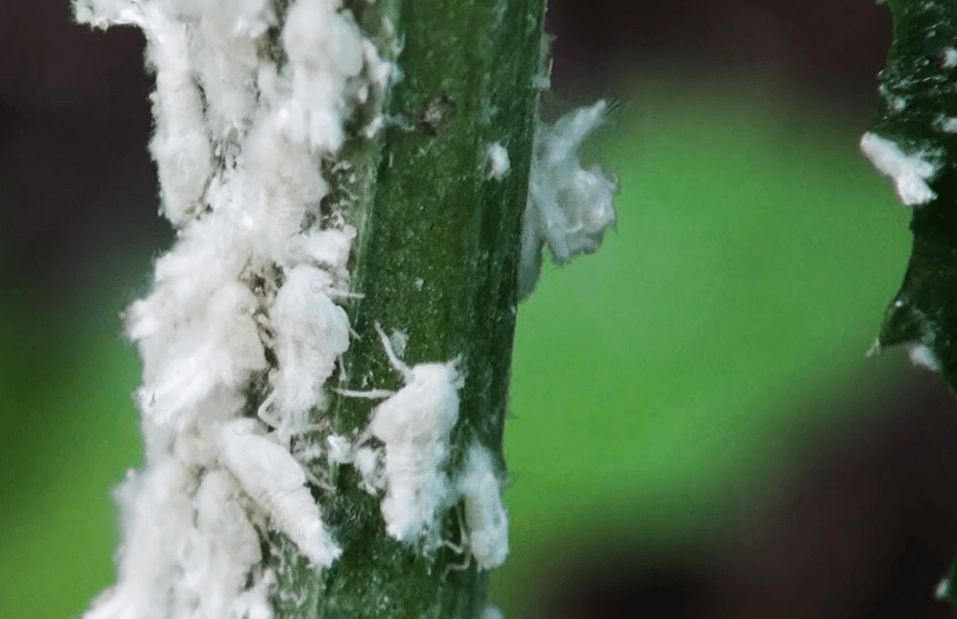 Psylles phytophages