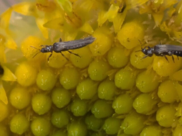 Thrips ravageurs