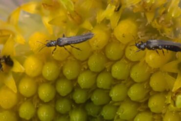 Thrips phytophages en ornement : 3 luttes efficaces !