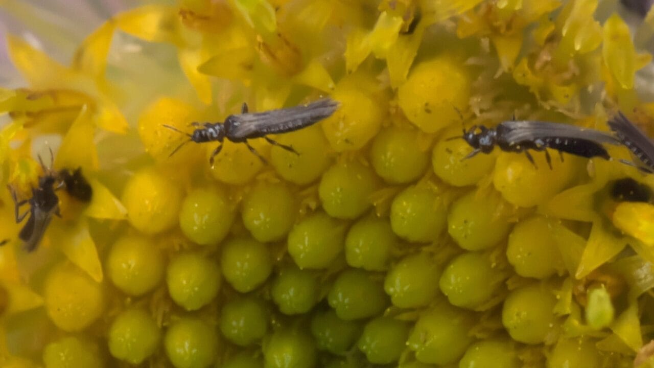 Thrips ravageurs