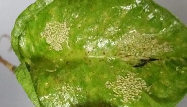 Potager en Avril : 13 opérations essentielles à envisager !