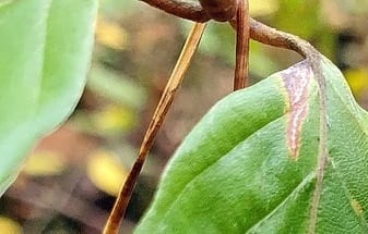 Mineuses phytophages