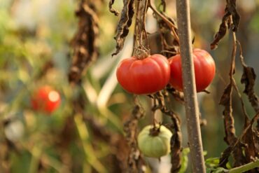 Oïdium aux jardins : 3 méthodes de lutte efficaces !