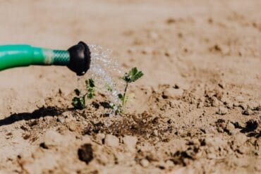 Lutte intégrée agricole : 4 essentielles principes de base !