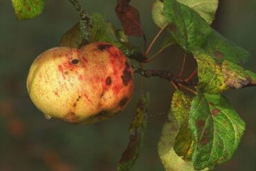 Carences en fertilisants agricoles : 3 symptômes importants.