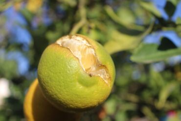 Nutrition végétale : 3 principes de base essentiels à savoir