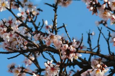Potager en Juin : liste des opérations !