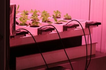 Jardin d&rsquo;ornement en Mai-Juin : 14 opérations essentielles !