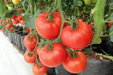 Cultures hors sols (agriculture) : 4 types importants !