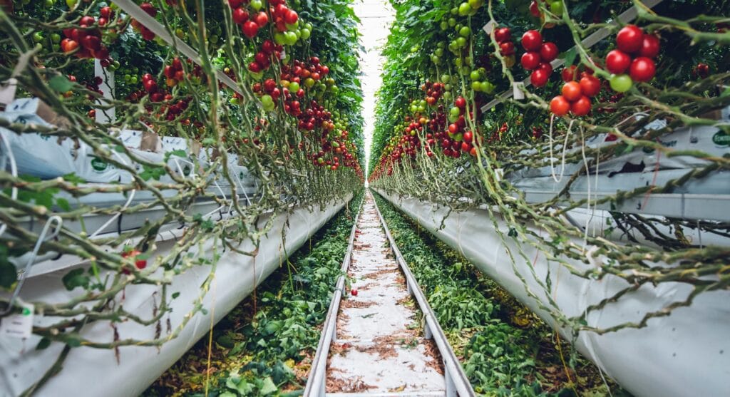 Potager en Juin
