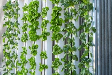 Potager en Juillet : 11 opérations de jardinage essentielles