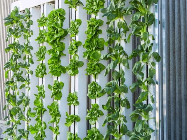 Agriculture verticale