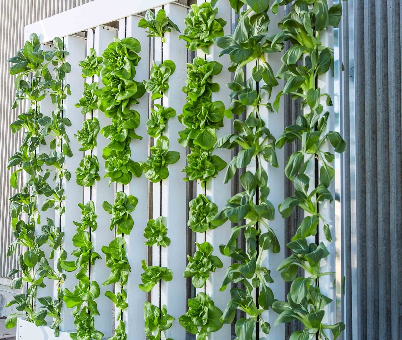 Agriculture verticale