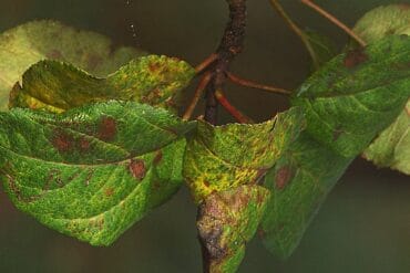 Cultures hors sols (agriculture) : 4 types importants !