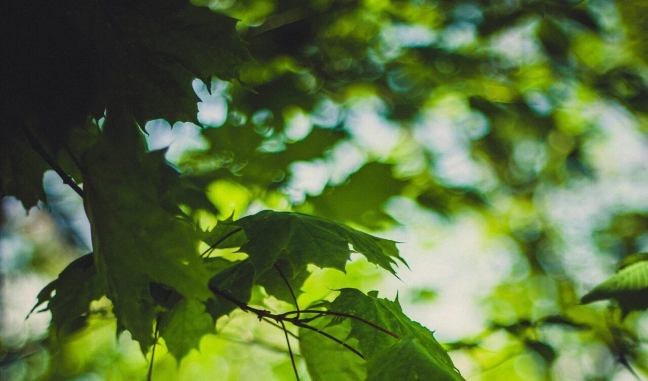 Tordeuses aux jardins