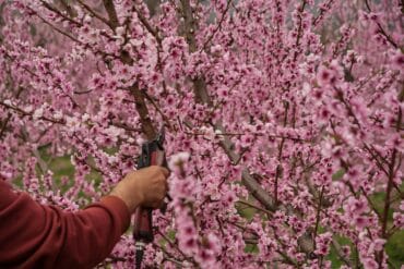 Jardin d&rsquo;ornement en Mai-Juin : 14 opérations essentielles !