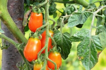 Alternariose en ornement : 3 moyens de lutte efficaces.