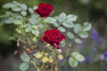 Alternariose des cultures végétales : 3 luttes efficaces.