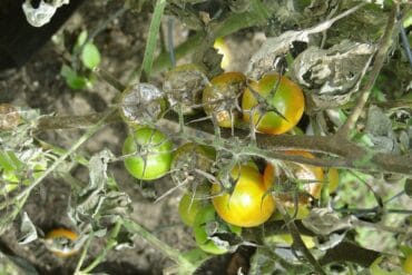 Mouches blanches phytophages au jardin : 3 luttes efficaces.