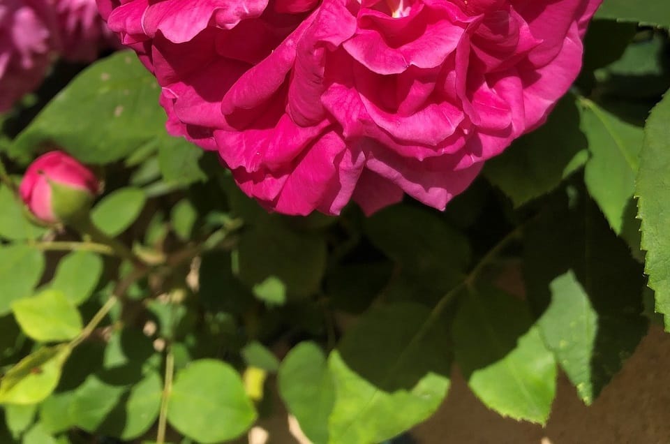 Mildiou aux jardins