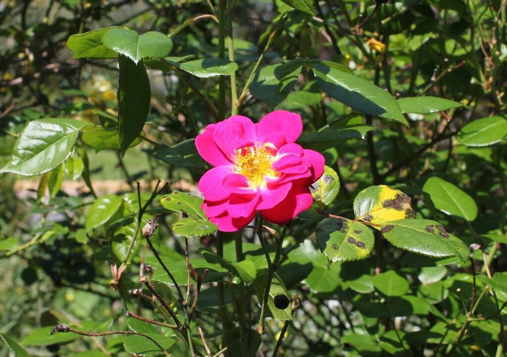 Mildiou aux jardins