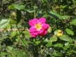 Mildiou aux jardins