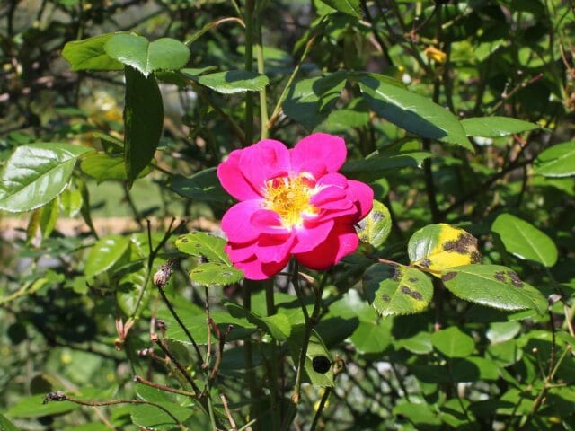 Mildiou aux jardins