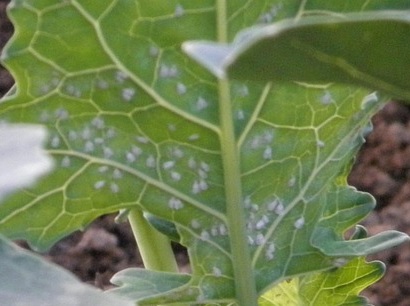 Mouches blanches phytophages au jardin