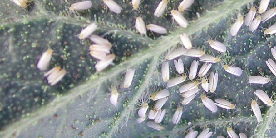 Mouches blanches phytophages
