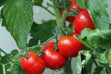 Arcure ou Arquage en agriculture : 4 objectifs importants !
