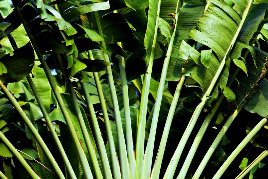 Palissage en agriculture