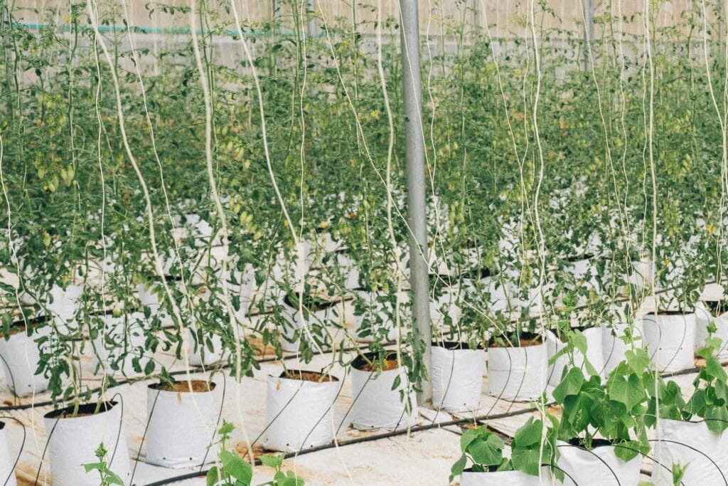 Palissage en agriculture
