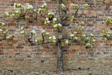 Jardin d&rsquo;ornement en Juillet-Août : 12 actions essentielles.