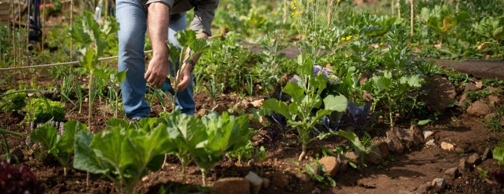 Potager en Juillet