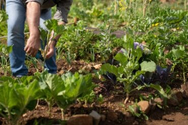 Agriculture verticale : présentation, objectifs et bases.