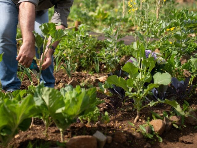 Potager en Juillet